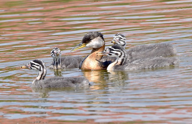 Red-necked grebe and her babies