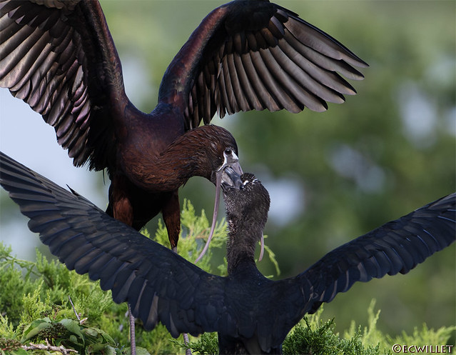 ibis feeding ibis