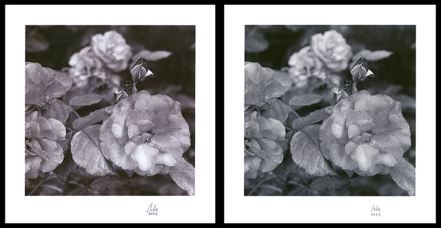Lobotype Roses, Gold Toner