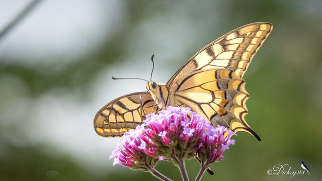Machaon ou Grand porte-queue (Papilio machaon) sur verveine de Buenos-Aires