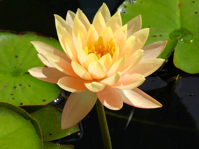 Peach Colored Water Lily