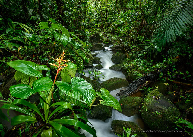 Small creek and flowers in the rain forest of Braulio Carrillo National Park, Costa Rica
