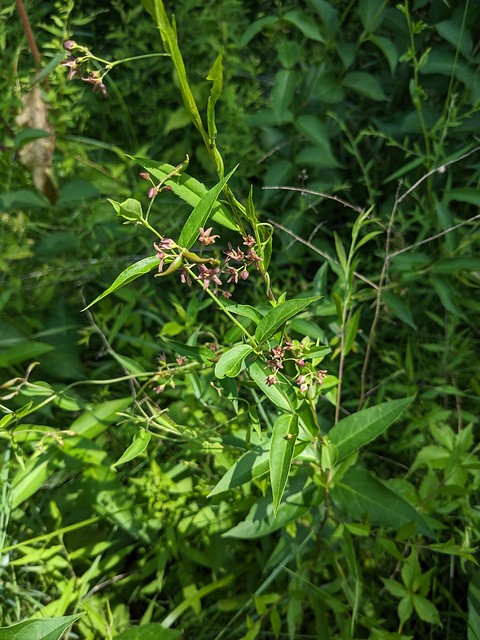 Pale swallow-wort/Dog-strangling vine, Cynanchum (Vincetoxicum) rossicum