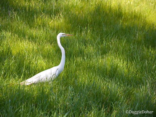 Egret in the grass...