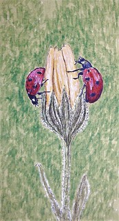Mariquita de siete puntos (Coccinella septempunctata)