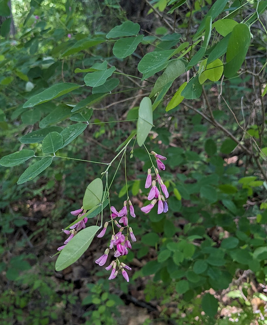 Shrubby lespedeza, Lespedeza bicolor