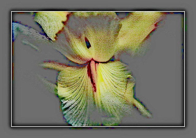 Iris framed and edited
