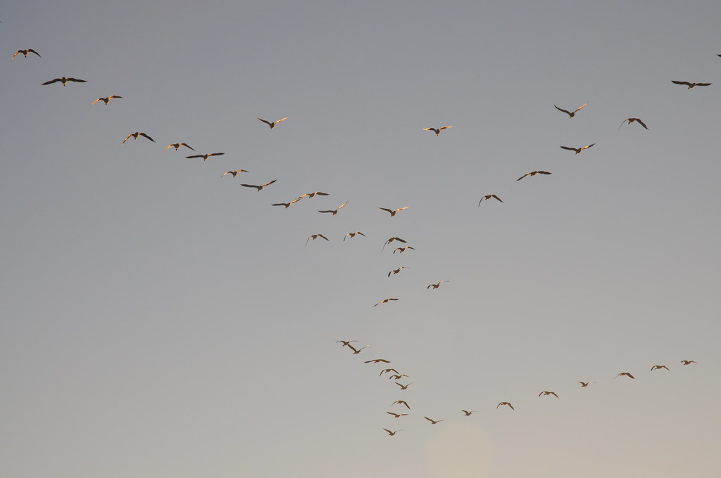 An der Treene an einem frostigen Morgen - am Himmel ziehen Kanadagänse (Branta canadensis); Norderstapel, Stapelholm (27)