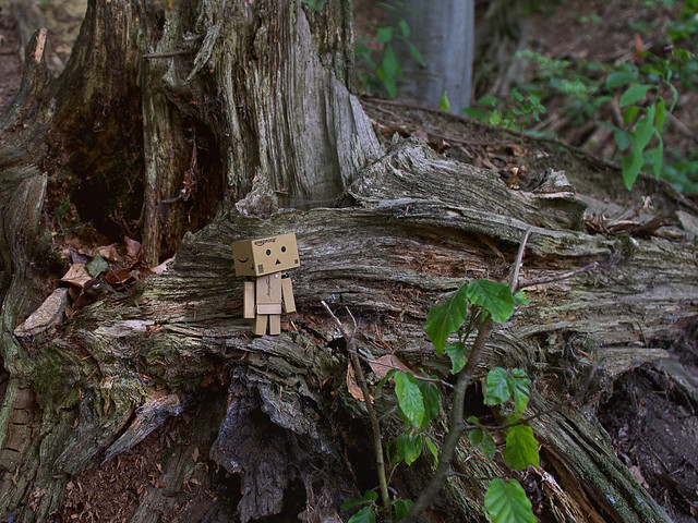 Danbo allein im Wald