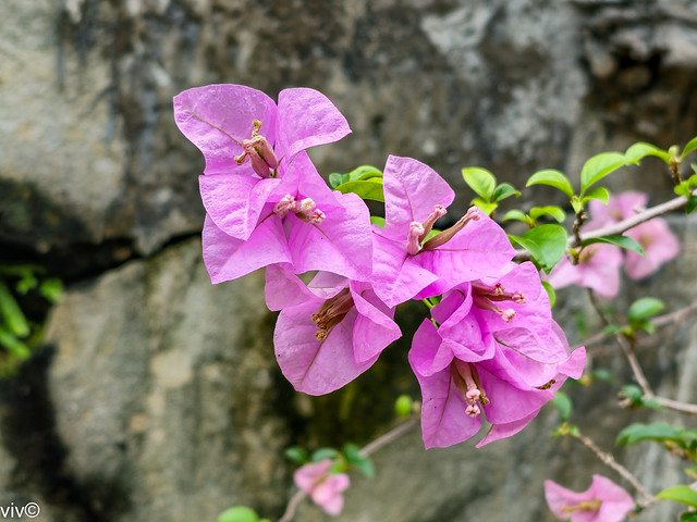 On a sunny tropical afternoon, lovely Bougainvilleas in full bloom. The actual flower of the plant is small and generally white, but each cluster of three flowers is surrounded by three or six bracts with the bright colours