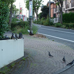meeting of pigeons
