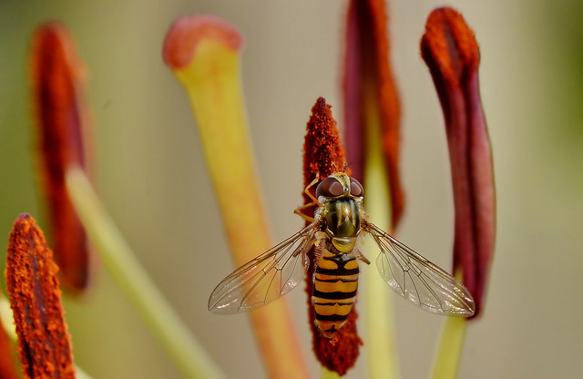 Hoverfly  Fairy Wings