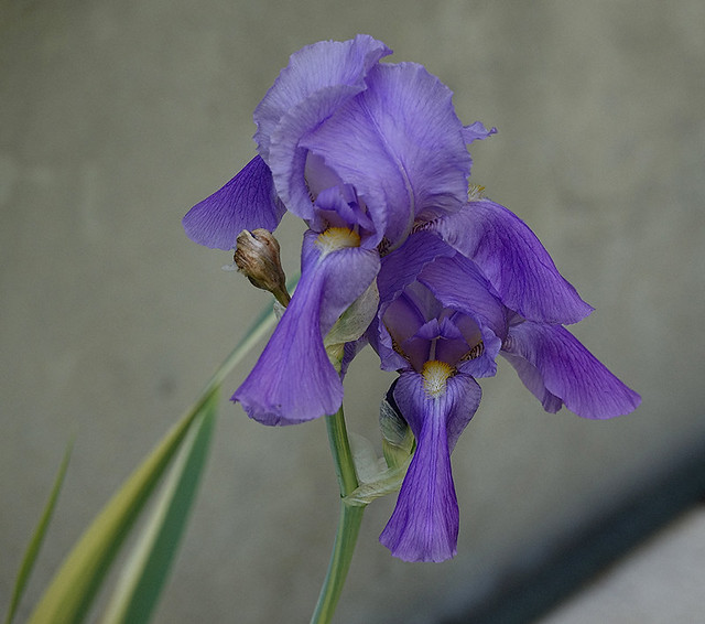 Our Variegated Iris