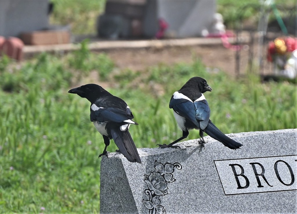 Black-Billed Magpies