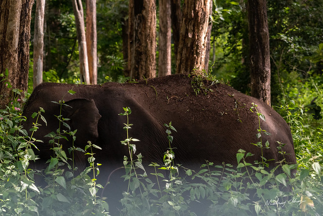 Indian Elephant bathing in forest soil!