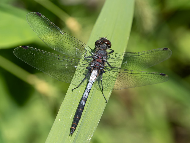 Belted Whiteface (Leucorrhinia proxima) Dragonfly - Male