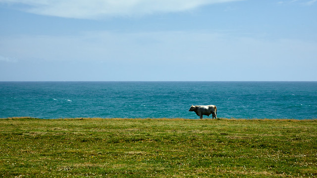 Bull on the Shore, Wexford