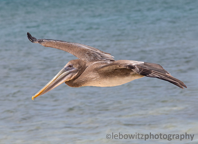 Brown Pelican in Aruba
