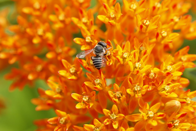 Solitary Bee (Sp.) on Butterfly Weed