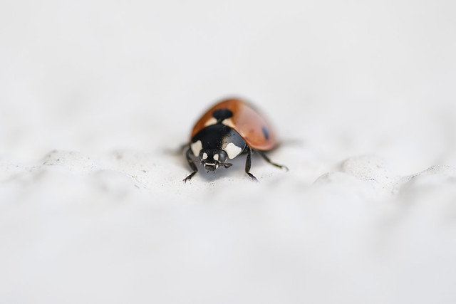 Portrait of a Ladybug