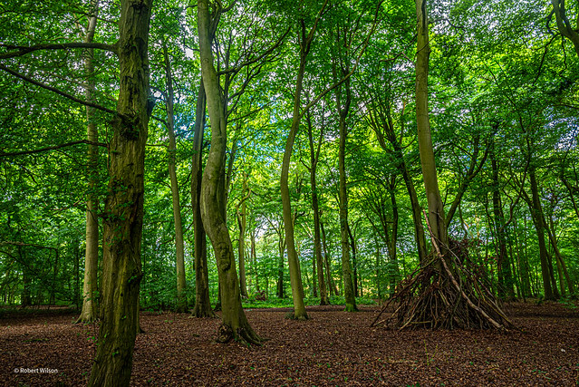 192/365. Captains Wood in summer