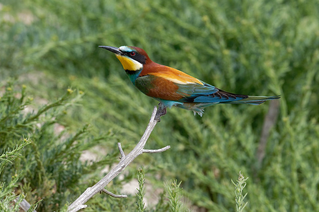 Guêpier d'Europe - Merops apiaster - European Bee-eater - Bienenfresser - Abejaruco europeo - Gruccione comune