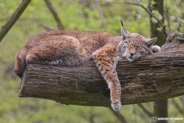 Eurasian Lynx - Tierpark Stadt Haag