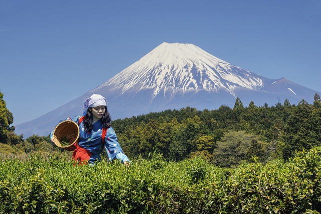 Plucking tea leaves below Mt. Fuji