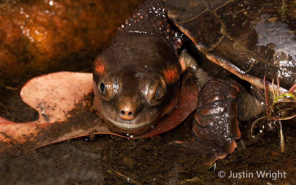 Northern Red-faced Turtle (Emydura victoriae) | North Kimber… | j ...