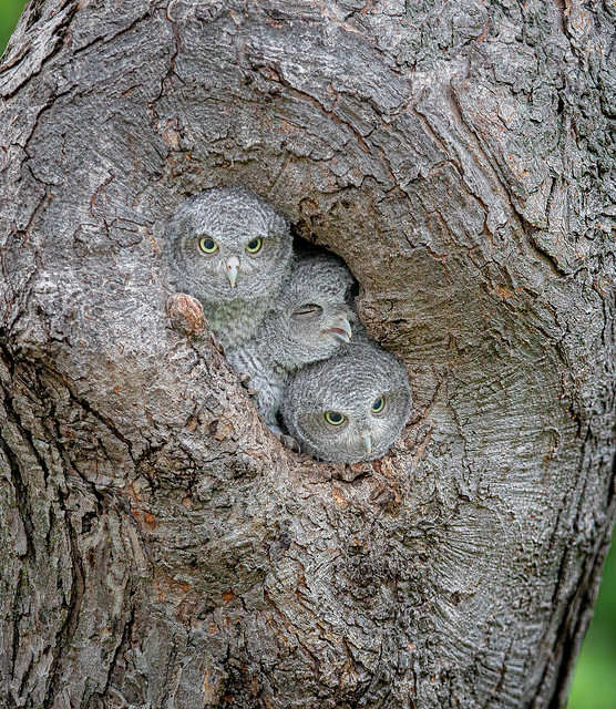 Eastern Screech Owlets