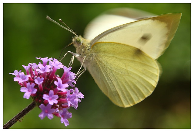Large White butterfly on Vervain at Crescent Garden, Gosport