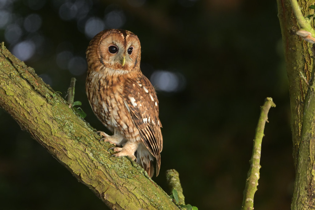 Tawny Owl (image 1 of 3)