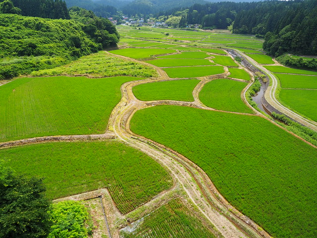 Green terraced rice fields