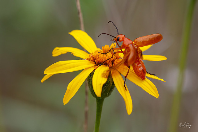 Zonitis vittigera / Orange Blister Beetle