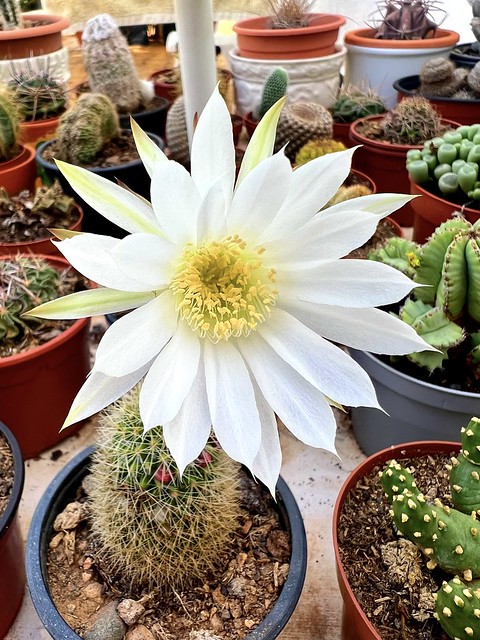 Easter Lily Cactus in full bloom