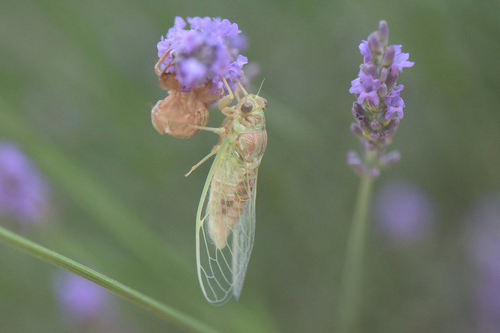 Baby cicada