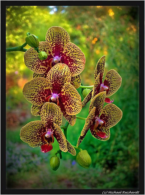 My blooming Orchid 1 / Meine blühende Orchide 1 Schmetterlingsorchidee oder Nachtfalterorchidee