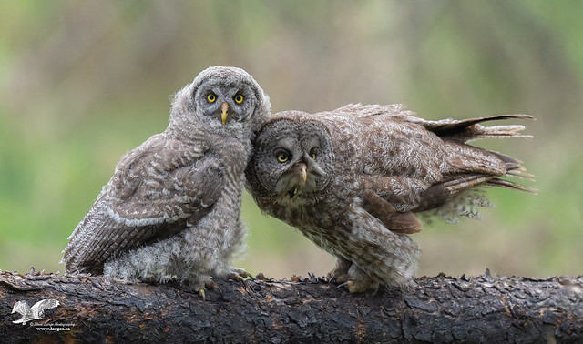 Me and My Mom (Great Grey Owls)