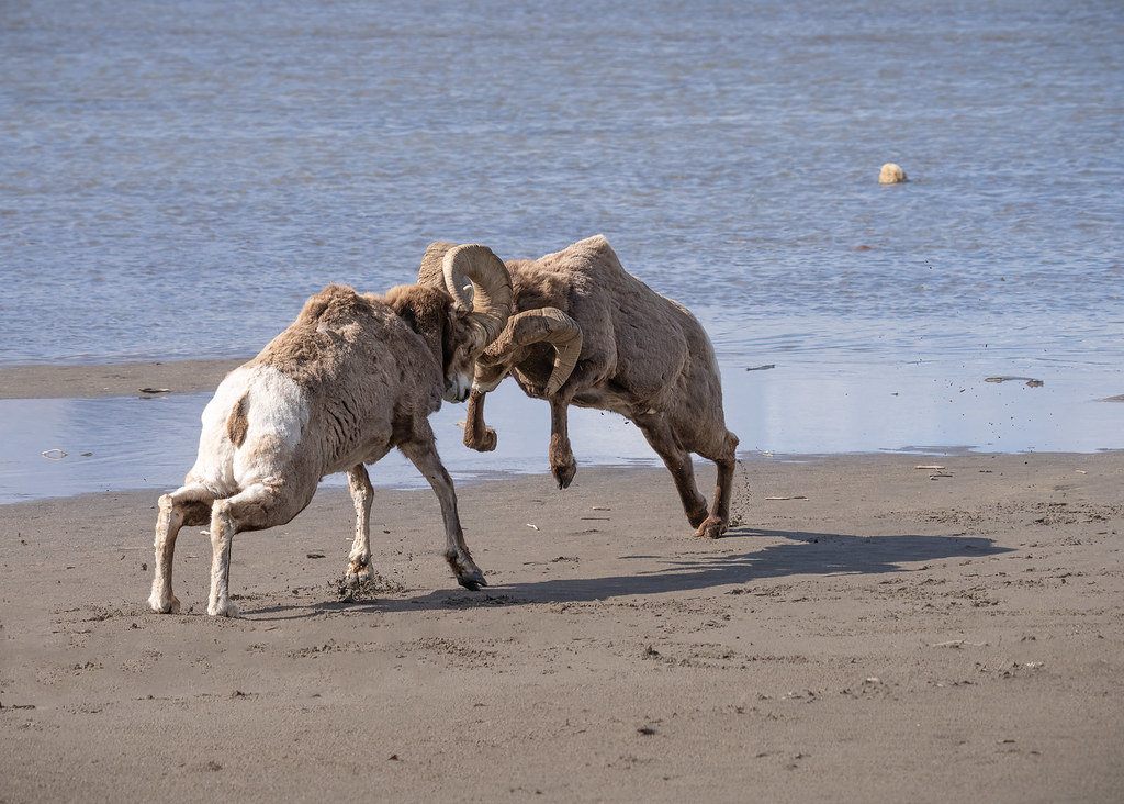 Rams Sparring  on the Beach