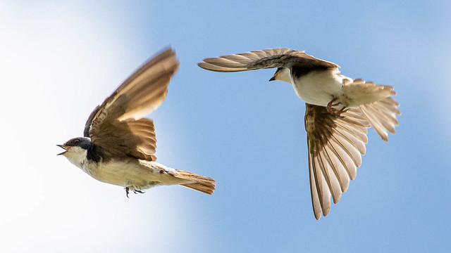 Juvenile Tree Swallow chase