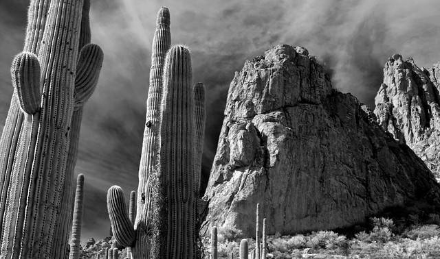 Sonoran Desert Dreamscape:  Arizona