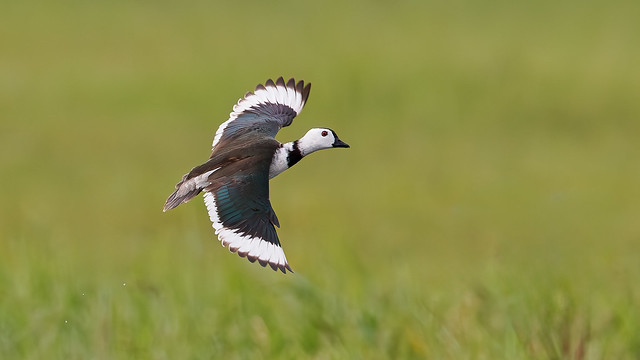 A Cotton Pygmy Goose taking flight