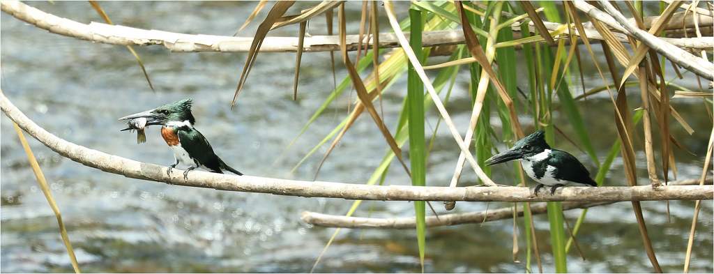 Amazon Kingfishers - Chloroceryle amazona