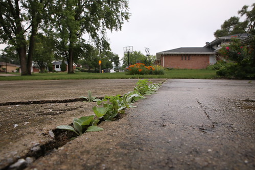 Growing in the Gaps | by Orland Park Birdie Girl