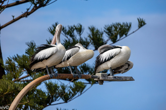 On a sunny spring afternoon, Pelicans resting precariously on top of the lamppost. The birds have been persecuted because of their perceived competition with commercial and recreational fishing. Uncropped image