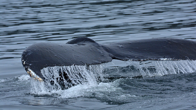 Alaska Whales