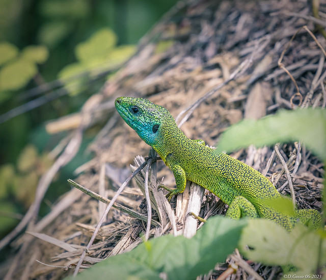 Lézard vert.. green lizard..
