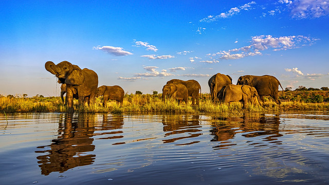 Elefanten im Chobe NP - Elephants in Chobe NP