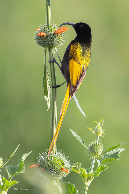 Golden-winged Sunbird Drepanorhynchus r. reichenowi