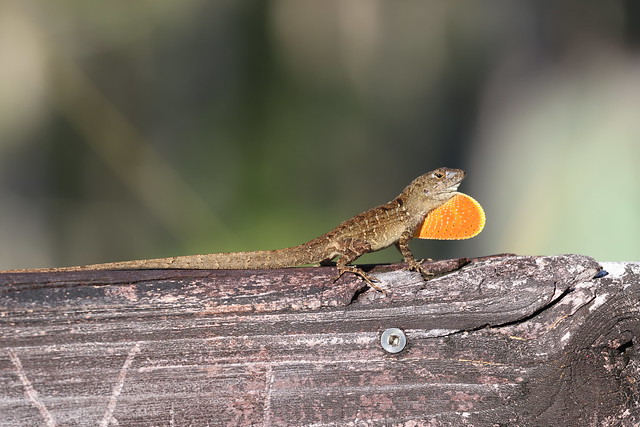 Brown Anole at Visit to Tibet-Butler Nature Preserve (Orlando, Florida) - July 5th, 2023